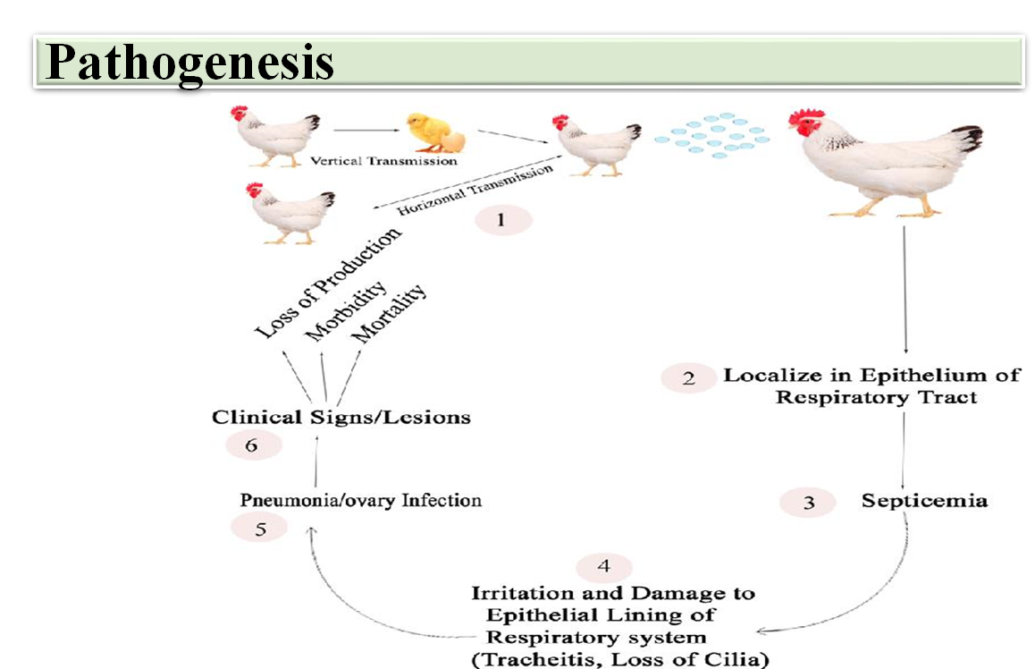 Avian Mycoplasmosis