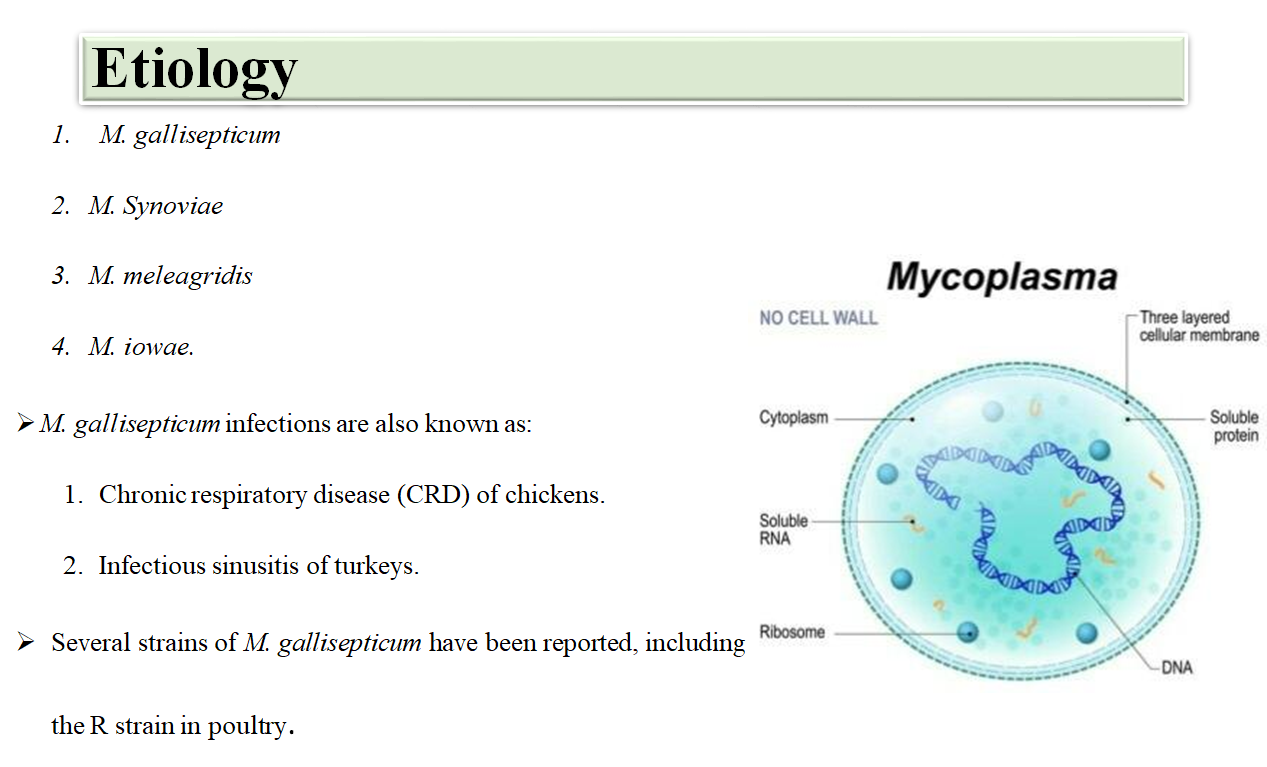 Avian Mycoplasmosis